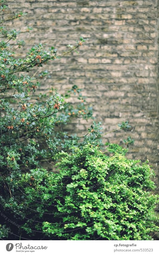 scrub Plant Summer Autumn Bushes Foliage plant Wall (barrier) Wall (building) Garden Gloomy Town Brown Green Exterior shot Day Shallow depth of field