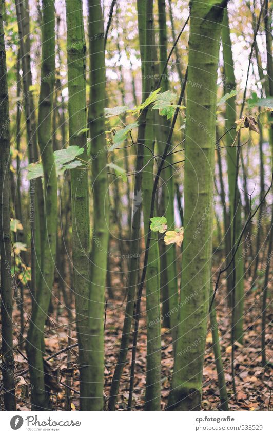 The forest for all the trees... Nature Plant Autumn Tree Forest Cold Gloomy Brown Exterior shot Shallow depth of field