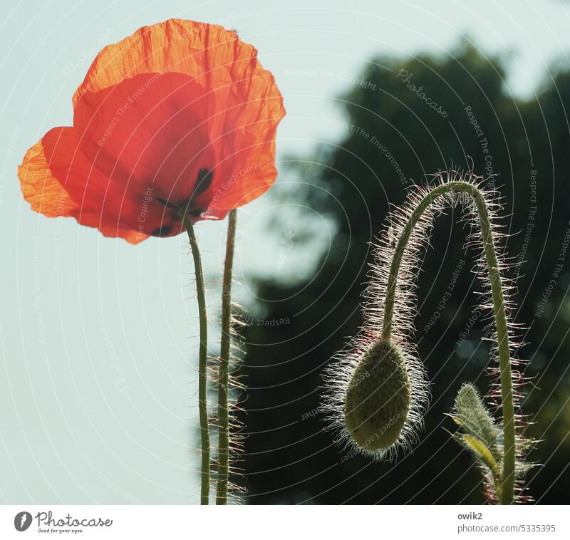 Clear conditions Corn poppy red poppy Blossoming naturally Bright Colours out flora Red bright red blossom Intensive Wild plant Growth Summer Peaceful Plant