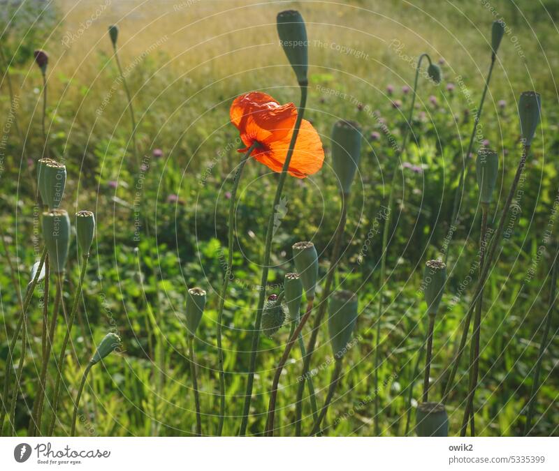 high season Poppy capsule Capsule spot of colour Blossom Nature Poppy blossom Corn poppy Plant Summer Meadow Idyll Deserted Colour photo Red Exterior shot