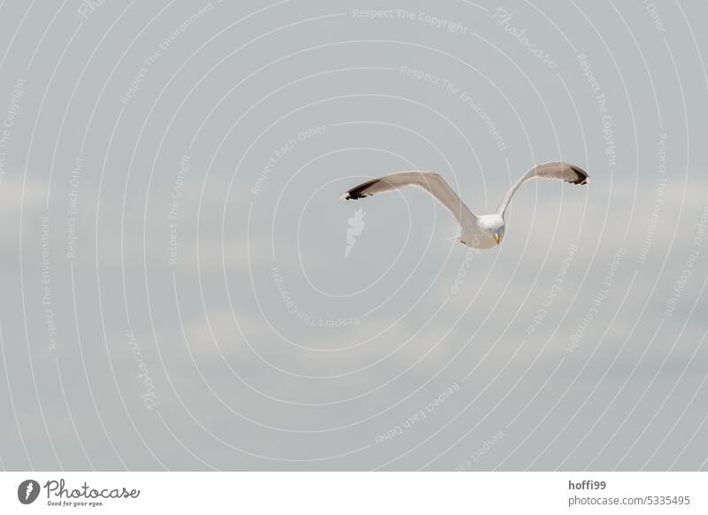 Herring gull in flight Seagull Gull birds Silvery gull 1 Full-length Bird Grand piano Elegant Animal portrait Wild animal motion blur Flying Seabirds Free Water