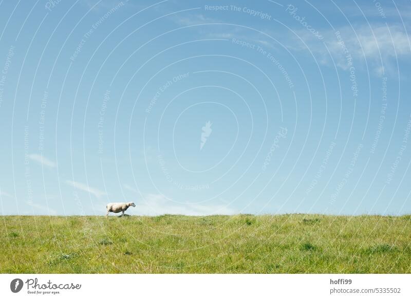 the sheep stands on the top of the dike and looks stoically straight ahead Sheep Dike dike top Northern Germany Frisia Summer minimalism coast Landscape