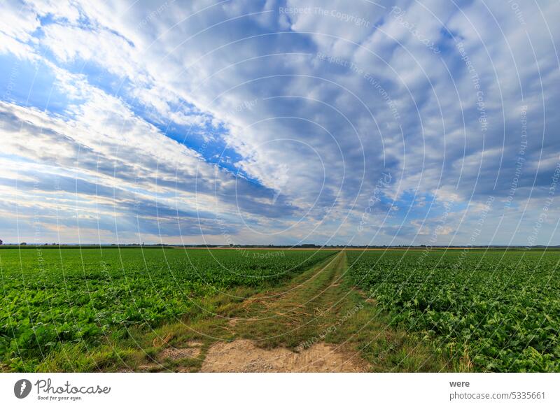 Dark clouds over ripe grain fields in agricultural environment cloudy sky copy space dark clouds food landscape nature nobody rural area scenery