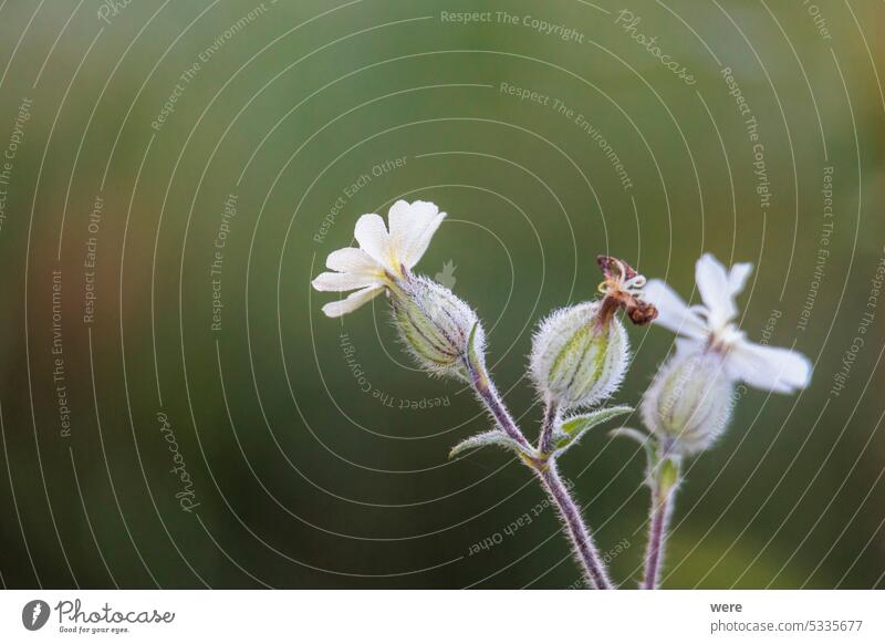 Flowers of bladder campion in a meadow in Siebenbrunn near Augsburg in autumn Autumn Blossom Blossoms Herb Plant Silene vulgaris Wild herb blooming copy space