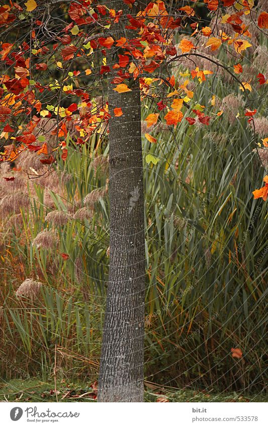 The colors come down Environment Nature Plant Autumn Climate Beautiful weather Wind Foliage plant Garden Park To fall To dry up Multicoloured Green Moody Hope