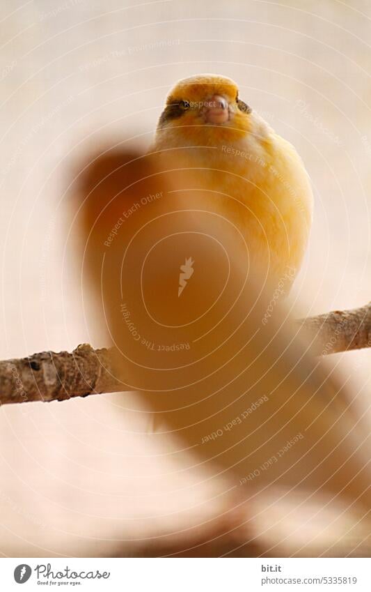 Juxtaposition l MainFux l two yellow canaries, on the bar. birds Sleep Bird Animal Feather Zoo Canary bird Yellow Cage Pet Captured Sit Calm Rest tranquillity