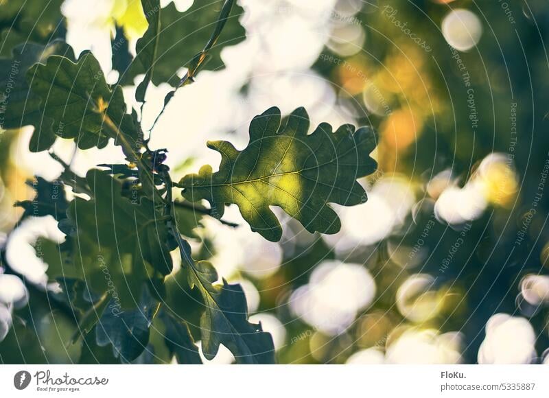 Oak leaf in the evening sun Leaf Nature Oak tree Sun Sunlight Back-light show through Tree Plant Exterior shot Autumn Colour photo Deserted Forest Light