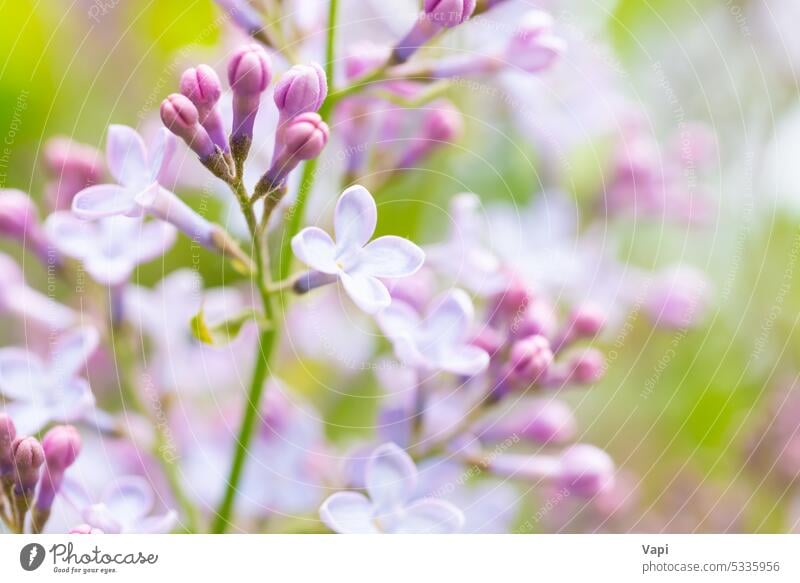 Lilac flowers spring floral background lilac purple nature violet beauty plant pink branch beautiful blossom petal summer bloom blooming design macro pattern