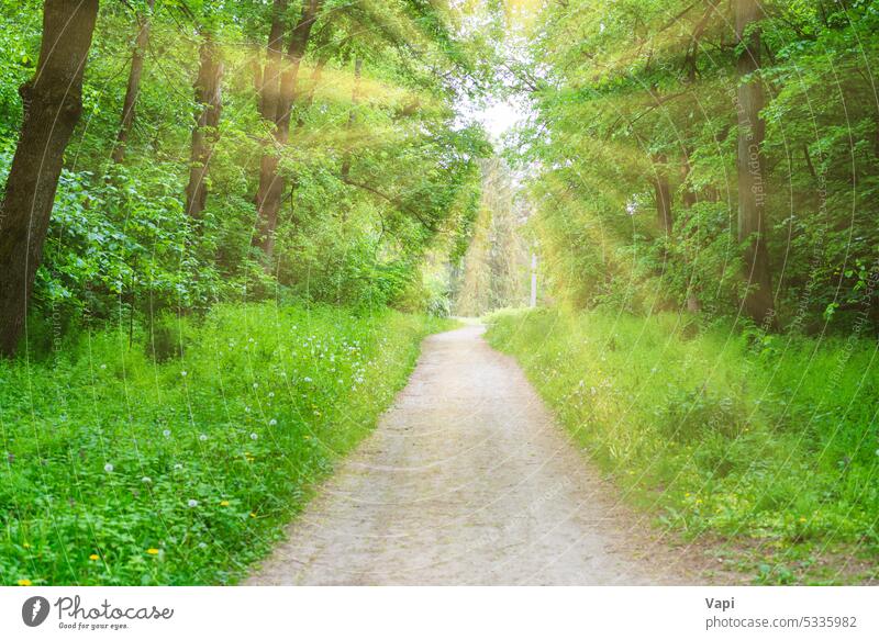 Forest park lane with green trees forest nature grass road landscape path tunnel way green tunnel sunlight meadow summer lawn plant sunrays field season spring