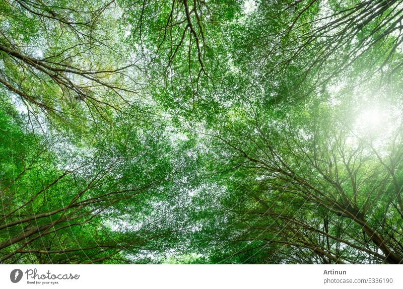 Bottom view of tree with green leaves and branches in tropical forest. Fresh environment in park. Green tree give oxygen in summer garden. Ecology concept. Carbon reduction. Plants for carbon credit.