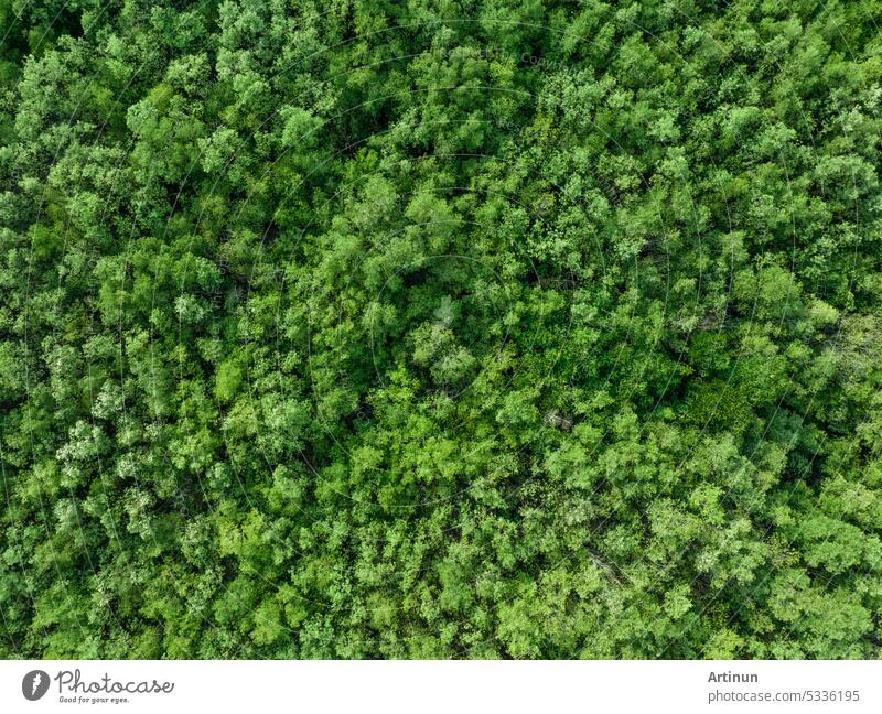 Aerial top view of mangrove forest. Drone view of dense green mangrove trees captures CO2. Green trees background for carbon neutrality and net zero emissions concept. Sustainable green environment.