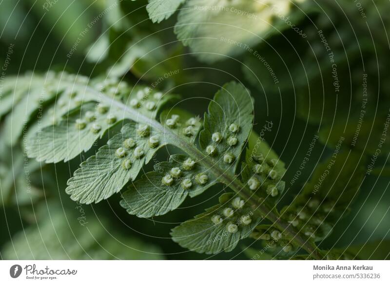 Real fern...viewed from below Fern Pteridopsida sori Fern leaf Farnsheets fern frond Shade plant bottom Underside of a leaf Green Plumed Delicate Spore