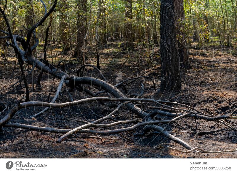 Between the town of Luckenwalde and Forst Zinna , June 5 2023 , Germany,many small forest fires, forest floor has burned, the police assume arson, the criminal investigation department is investigating