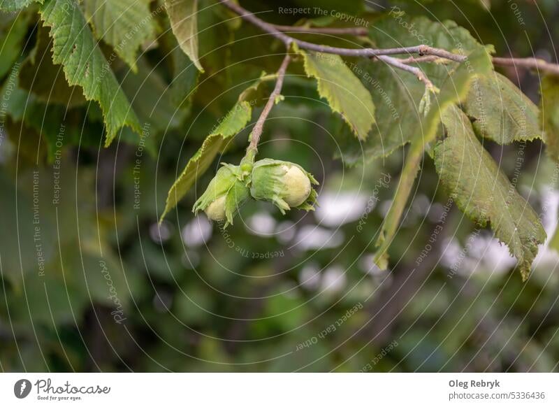 Green Hazelnut ripens on a branch. seasonal seed hazel green hazelnut healthy leaf background closeup food fresh natural organic hard eat concept shell frond