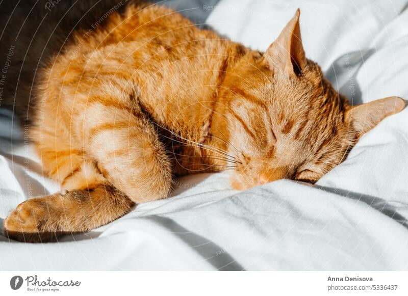 Cute ginger cat sleeps on the bed cute relax pet orange cat home play cozy puss companion comfort house resting duvet fluffy fur sleeping pillow kitty adorable