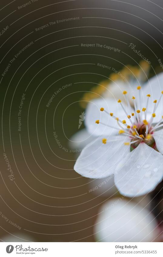 Blooming cherry flower close-up. Pistils and stamens. Selective focus. pistil petal blossom plant growth freshness background white beauty springtime pollen