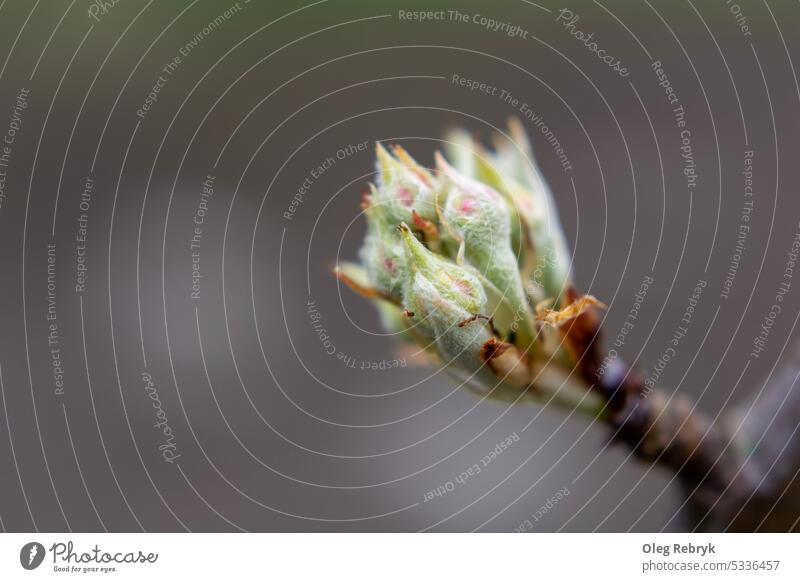 Pear buds in spring on a branch. flower pear green leaf nature bloom blossom garden plant tree growth petal white beauty floral sunny tree branch twig