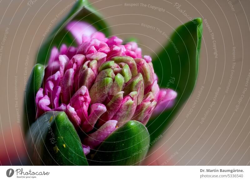 Hyacinthus orientalis, garden hyacinth, inflorescence unfurls Garden Hyacinth variety Pink Magenta Spring Flowering Geophyte bulb flower enduring Herbacious