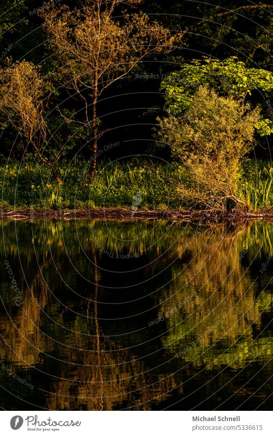 Reflection in river reflection Reflection in the water River evening sunlight Evening sun tranquillity still water silent Peace Peaceful peaceful atmosphere