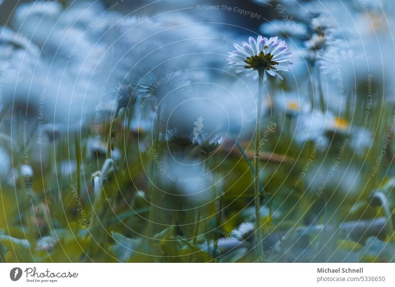 daisy forest Daisy daisy meadow Meadow Flower Spring Summer Green White Flower meadow Close-up Blossoming Spring fever Growth Nature Environment Beauty & Beauty