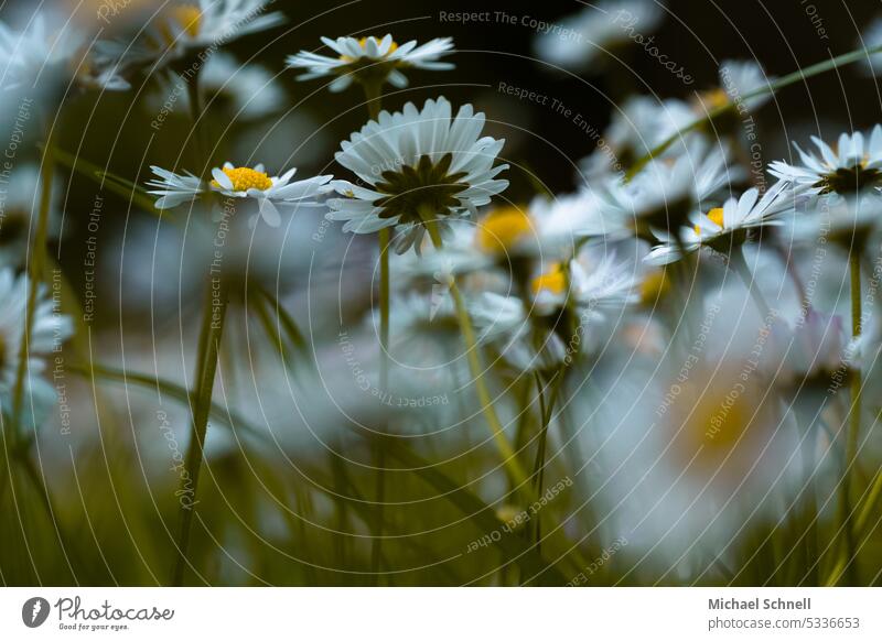 daisy forest Daisy daisy meadow Meadow Flower Spring Summer Green White Flower meadow Close-up Blossoming Spring fever Growth Nature Environment Beauty & Beauty