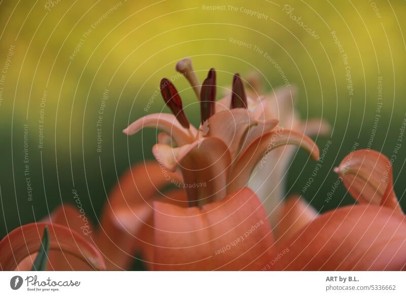 Lily in full beauty lily Orange Stamp Blossom bud Close-up Colour photo Summer Flower flower Nature Garden macro flora floral lily bud Noble Delicate