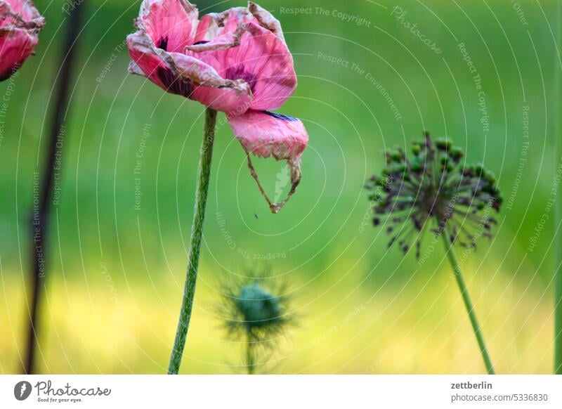 Scrapped poppy flower blossom Blossom Twilight Relaxation awakening holidays spring Spring spring awakening Garden allotment Garden allotments bud Deserted