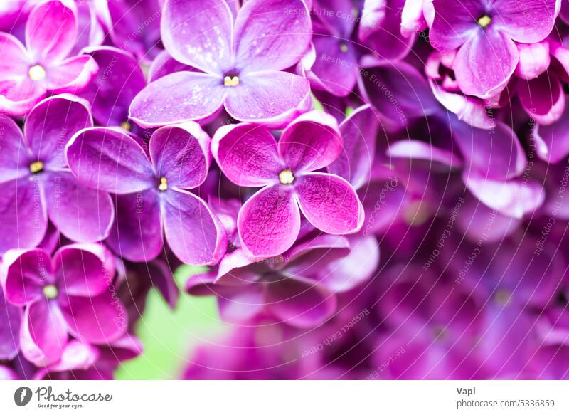 Purple lilac flowers macro background purple closeup nature pink purple background flower background plant violet floral bloom pastel beautiful spring branch