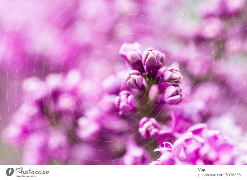 Purple lilac flowers macro background purple closeup nature pink purple background flower background plant violet floral bloom pastel beautiful spring branch