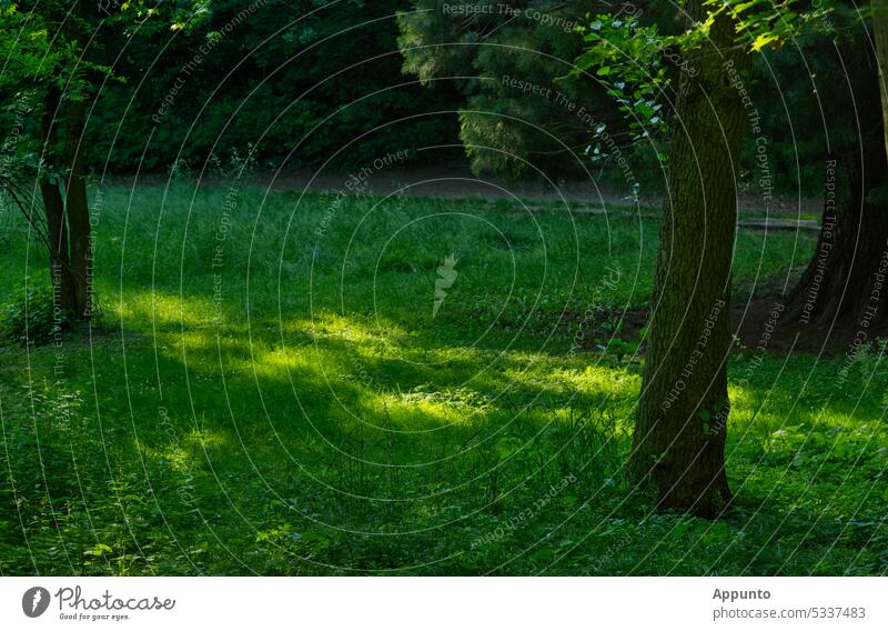 The late sunlight of a summer day casts bright spots of light on a green meadow in the park Sunlight Light light spots evening light in the evening sun warm