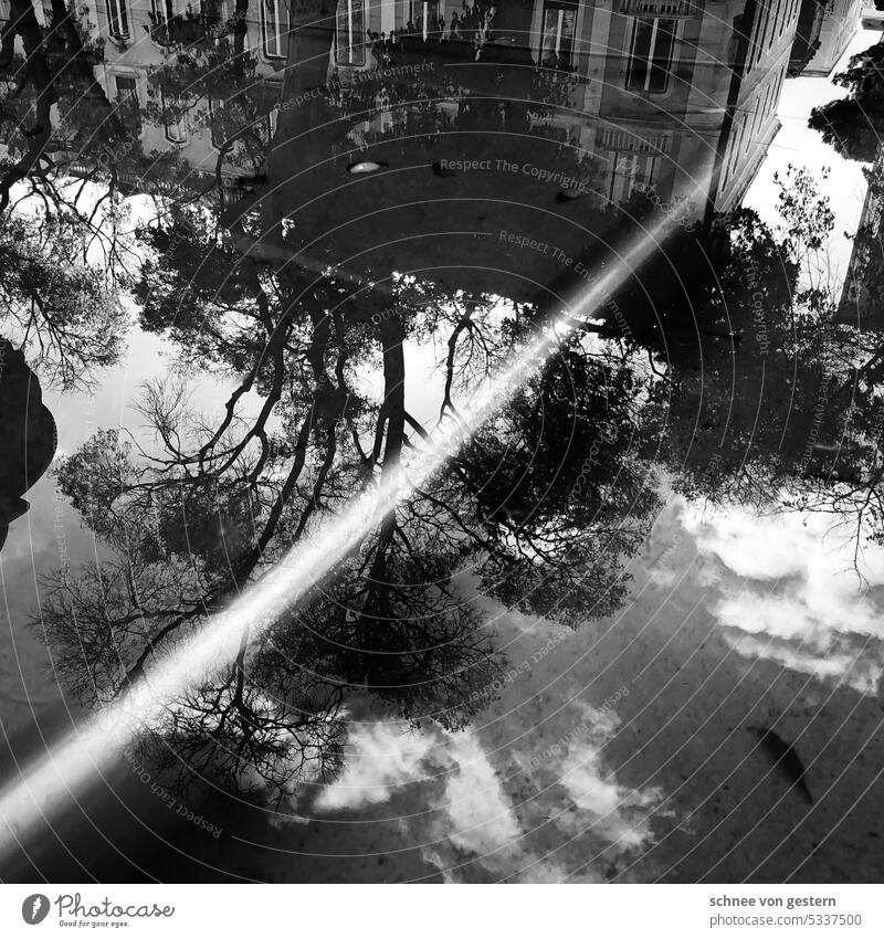 Reflections in black and white Water Well reflection Light Drops of water Deserted Exterior shot Wet Stone Day Shallow depth of field Green Fresh Detail Leaf