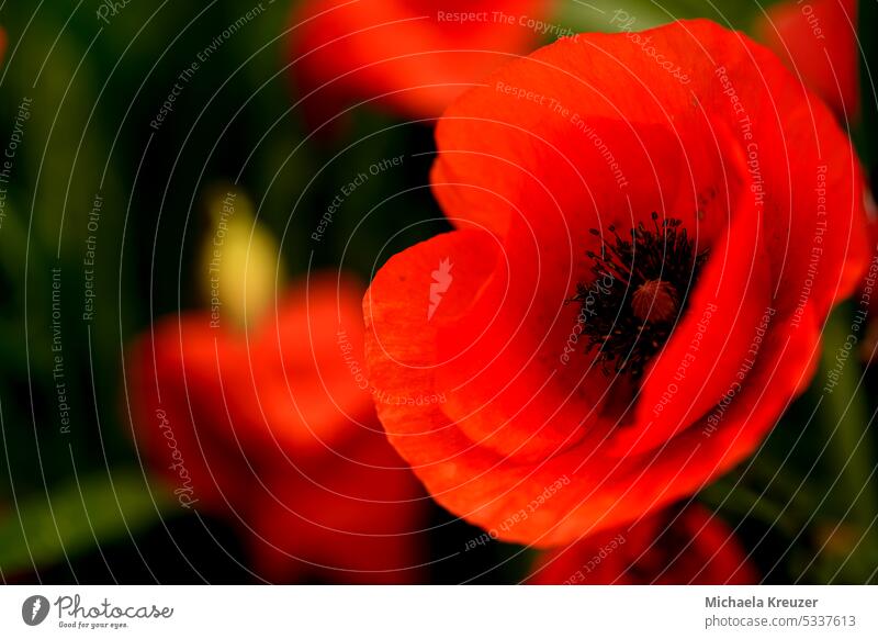 red corn poppy flower in foreground, black dust vessels, macro Close-up Macro (Extreme close-up) Copy Space Detail Deserted Nature blurred background