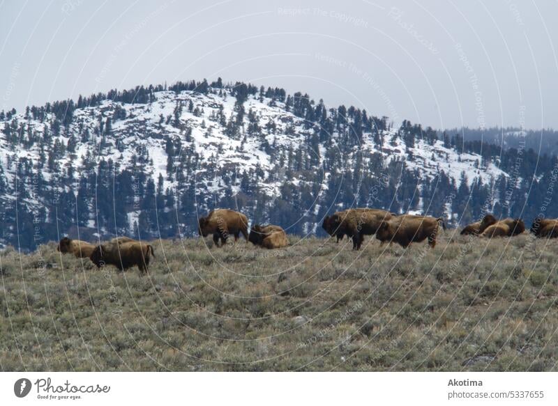 Bisons in front of Mountain Range wildlife Day Exterior shot Animal Nature USA Wild animal wilderness travel mammal nature bison grassland brown untamed Wyoming