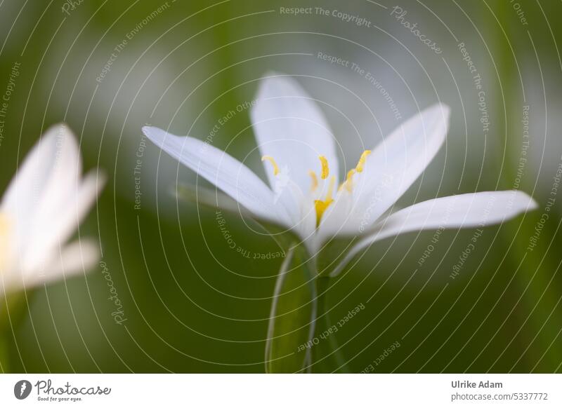 Mainfux| Umbellifer (Ornithogalum umbellatum) Conical Milk Star Wild Bulbous plants Star of Bethlehem Floristry Flower Plant Blossom Close-up