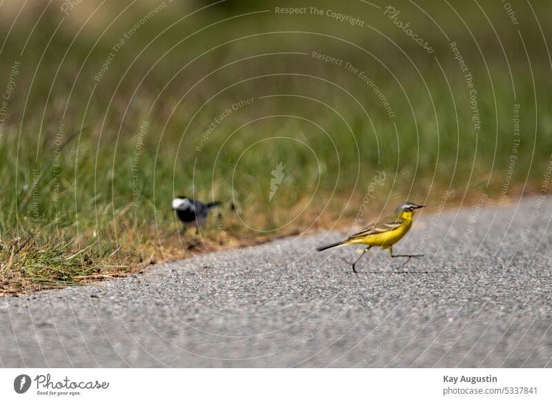 Wagtail on a hiking trail Motacilla flava birds fauna bright yellow Passerine bird Passeriformes pale yellow standing bird Songbirds Wild Birds Foraging stilts