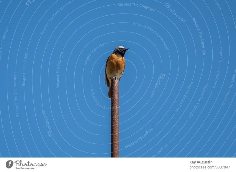 Redstart at lightning rod Phoenicurus phoenicurus Redstart male Bird Passerine bird Passeriformes Old World flycatcher Songbirds Redtails Wild Birds Wildlive