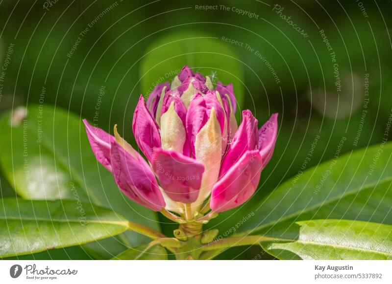 Catawba Rhododendron hymenanthes catawbiense mountain rosebay Rhododendrom Heather family Ericaceae Blossom Plant flora Botany rhododendron bush Violet Purple