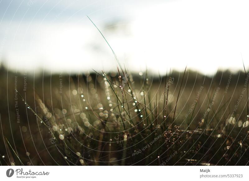 blade of grass Grass Meadow morning dew Close-up Exterior shot Morning Dew Macro (Extreme close-up) Drops of water Plant Nature Wet Water Environment