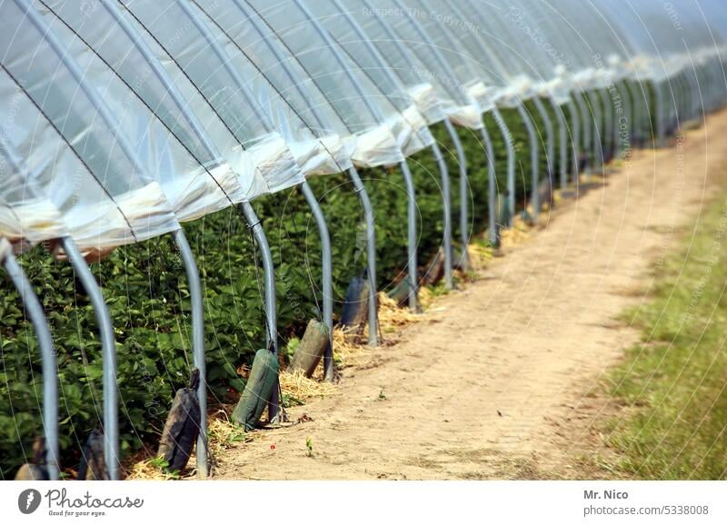 Strawberry season gather strawberries Strawberry plantation Strawberry Rows Greenhouses fruits Harvest Agriculture Organic produce Fresh foil tunnel series