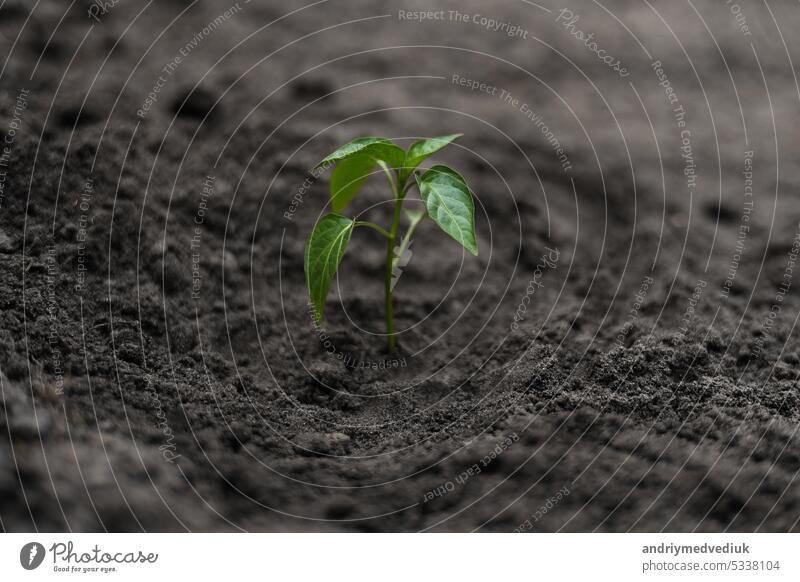 Planting green young seedling of plant pepper in a brown soil. Young fresh sprout in greenhouse or outdoors. Spring garden activity. Concept of agriculture, gardening. Copy space pace, macro, close up