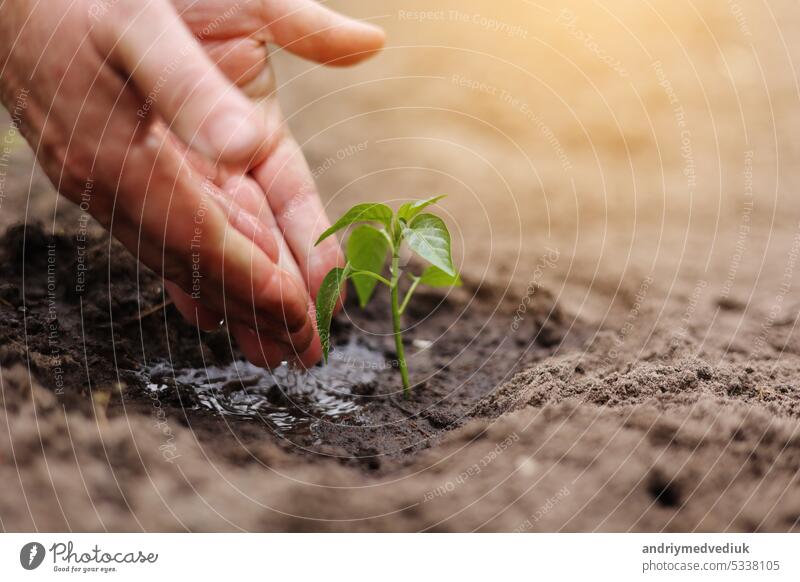 Agriculture. Senior farmer's hands with water are watering green sprout of peper. Young green seedling in soil. Water drops, new life of young sprout. Spring gardening. Sprouted seed in fertile soil