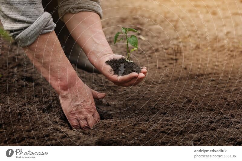 Agriculture. Unrecognisable senior farmer planting peper seedlings in the garden. Hands plant tiny sprout in fertile soil. Concept of organic farming, eco life and spring gardening.