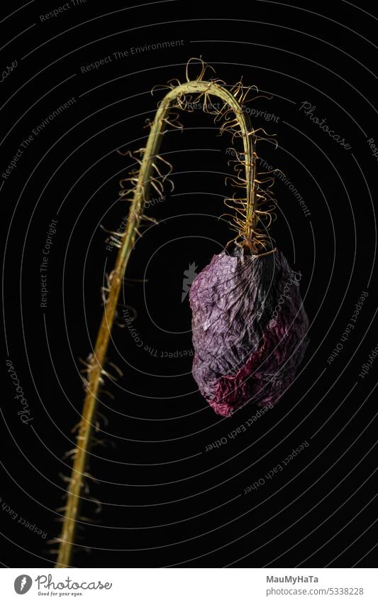 Dry color on chene background Summer Flower season Macro (Extreme close-up) Detail Close-up Plant Blossom Spring Colour photo Pink Delicate Esthetic pink