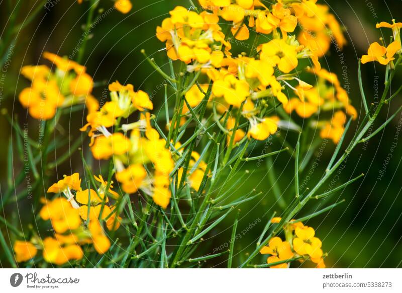 Yellow flowers, gold lacquer blossom Blossom Twilight Relaxation awakening spring Spring spring awakening Garden allotment Garden allotments bud Deserted Nature