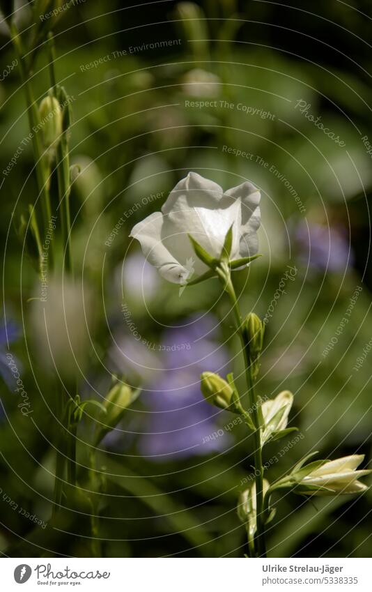 white peach leaf bellflower keeps lookout Bluebell Flower Blossom Blossoming flowering flower petals blossom come into bloom White Lookout garden flower