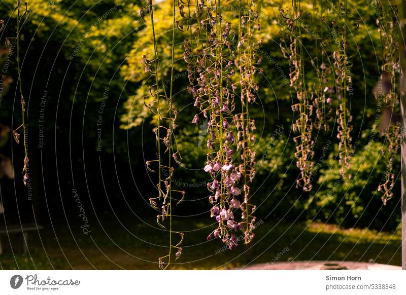 Hanging plant in front of shady park Quality of life hanging plant Blossom Blue rain Shadow Nature creeper Violet blossom Vicinity Garden Growth tranquillity