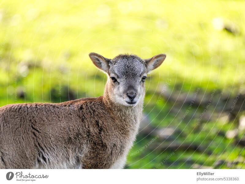 Red deer cub. Calf. young animal Animal Animal portrait Nature Colour photo Exterior shot Wild animal Cute Baby animal Deserted Environment Pelt Brown