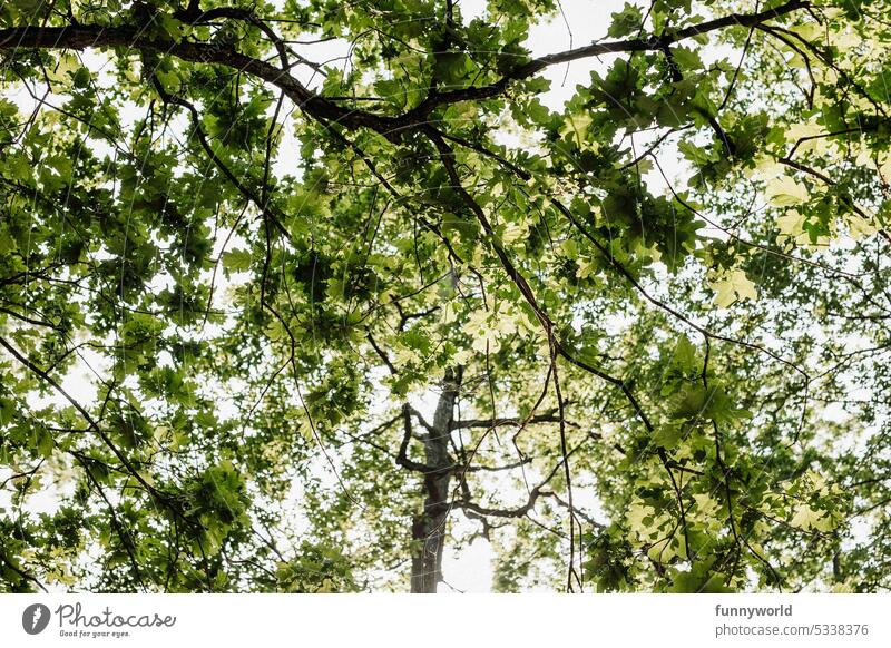 Tree crown of an oak from below Oak tree Treetop Sky Summer oak leaves Green Oak crown Oak Branch strength stability steadfastness Dignity sublimity Majestic