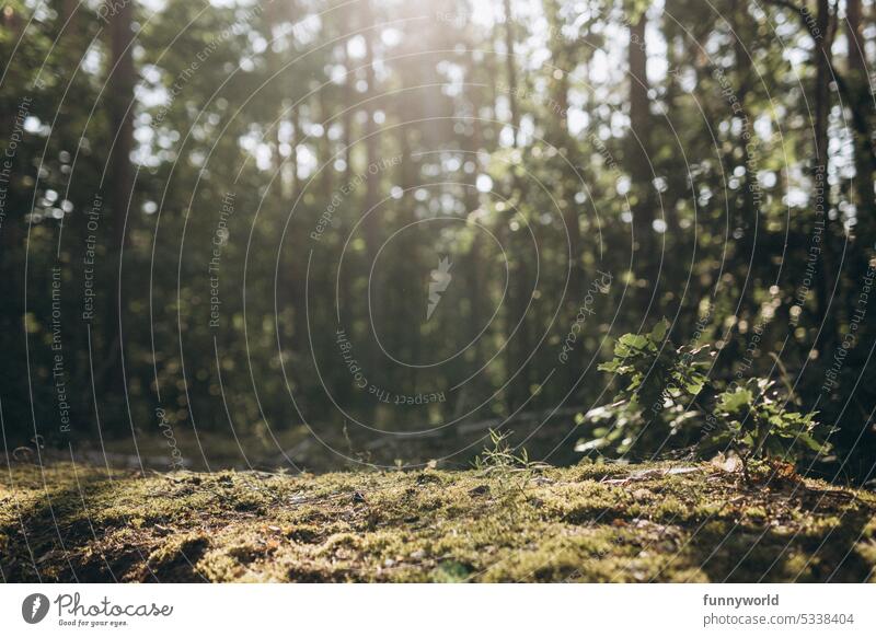 Moss covered forest floor in summer Woodground Forest floor structure ground vegetation Forest floor cover moss cushion Land cover Forest floor colors