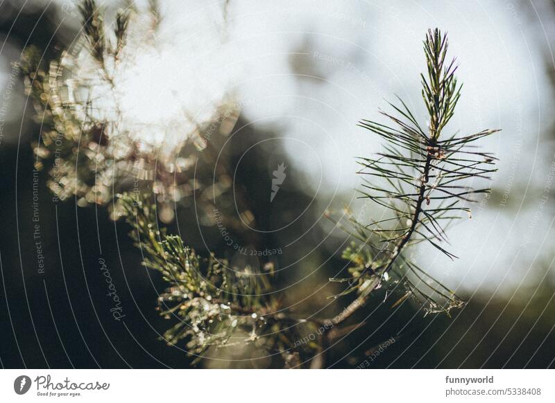 tender spruce branch with needles Spruce Branch youthful young spruce Delicate spruce needles Sun Back-light Shallow depth of field Tree Forest Fir tree